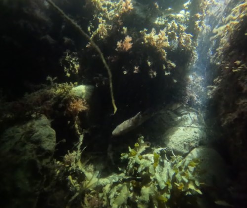 novemberdyk1, Egmontrevet