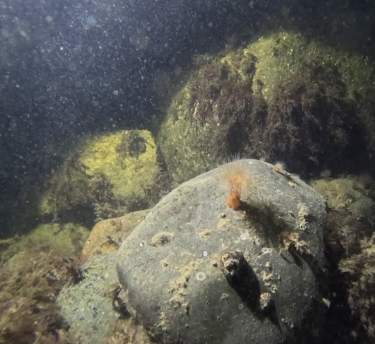 novemberdyk2, Egmontrevet