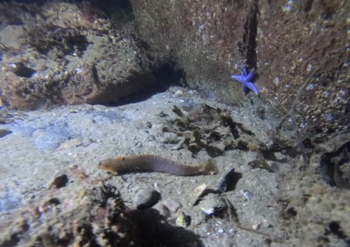 novemberdyk3, Egmontrevet