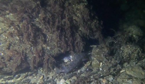 novemberdyk4, Egmontrevet